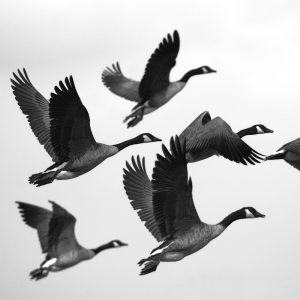 TM1604 birds geese flight mono