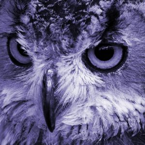 TM1608 birds owl head purple
