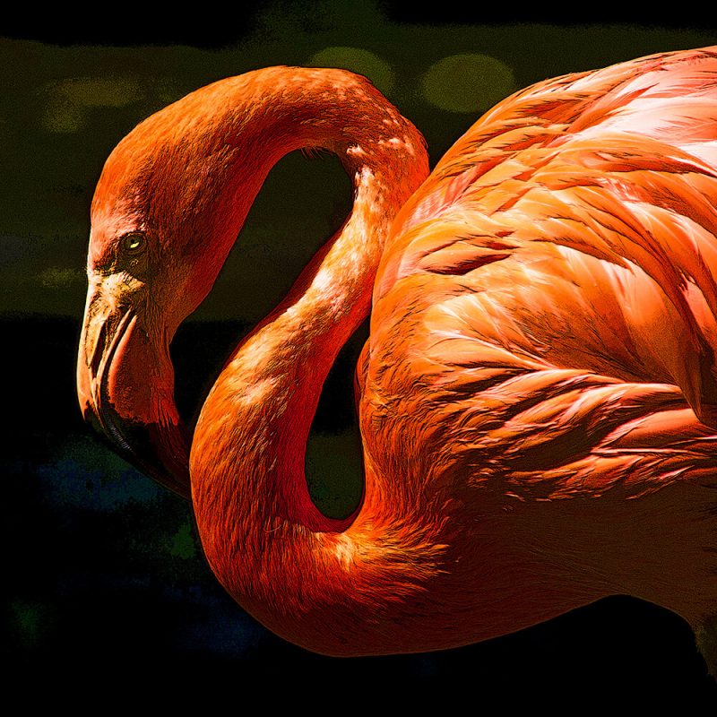 TM1609 birds flamingo orange