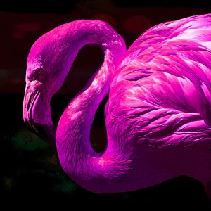 TM1610 birds flamingo pink