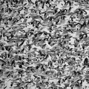 TM1613 birds geese flock mono