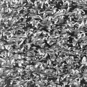 TM1614 birds geese flock invert