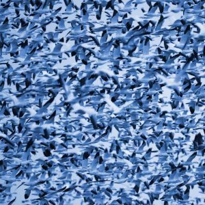 TM1615 birds geese flock blue