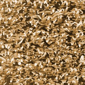 TM1616 birds geese flock invert