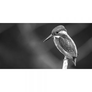 TM1618 birds kingfisher perched mono
