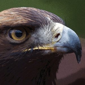 TM1620 birds eagle head