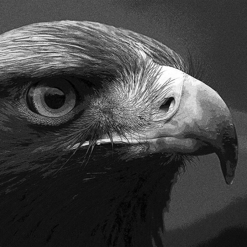 TM1621 birds eagle head mono