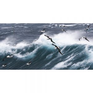 TM1624 birds seagulls waves