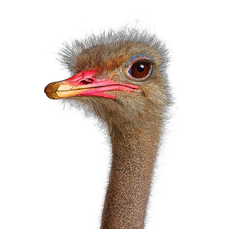 TM1627 birds ostrich head
