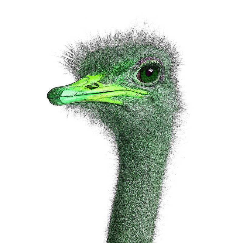TM1628 birds ostrich head green