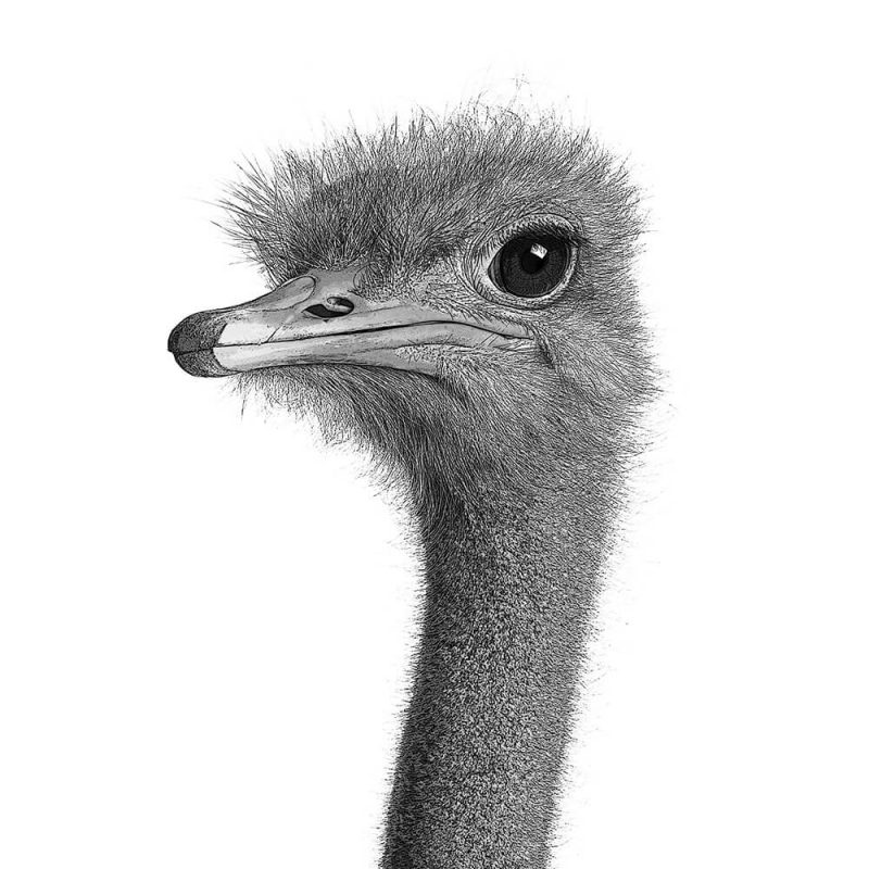 TM1629 birds ostrich head mono