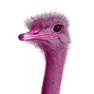 TM1630 birds ostrich head pink