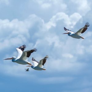 TM1631 birds pelicans flight