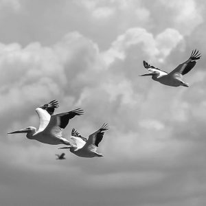 TM1632 birds pelicans flight mono
