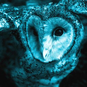 TM1640 birds owl head blue