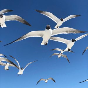 TM1641 birds gulls flight