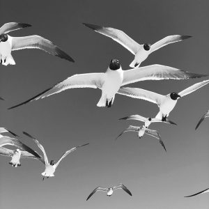 TM1642 birds gulls flight mono