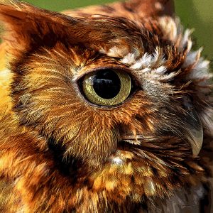 TM1643 birds owl head
