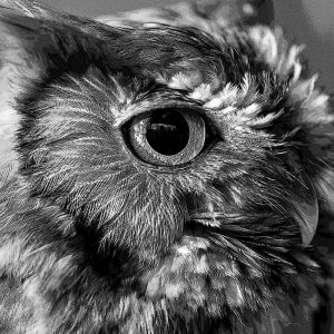 TM1644 birds owl head mono