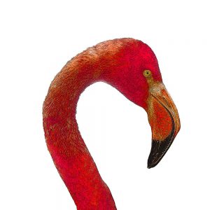 TM1647 birds flamingo head orange
