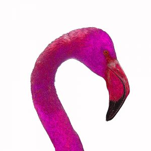 TM1649 birds flamingo head pink