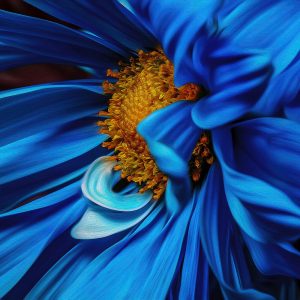 TM1651 flower orange head blue petals