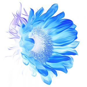 TM1677 flower blue inverted