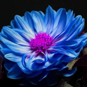 TM1680 flower pink head blue petals