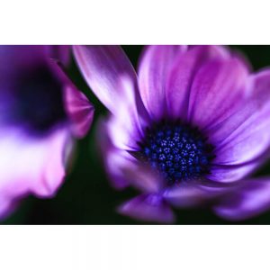 TM1697 flower blue head pink petals