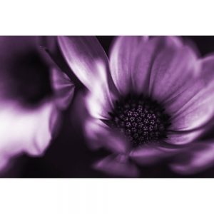 TM1700 flower purple head petals