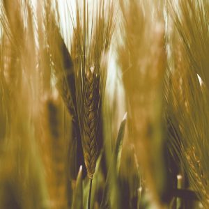 TM1952 wheat crop brown