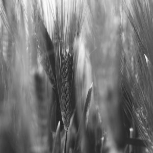 TM1953 wheat crop mono