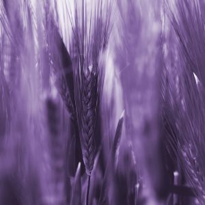 TM1954 wheat crop purple