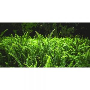 TM1967 ferns green