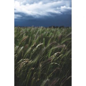 TM1983 wheat field dark sky
