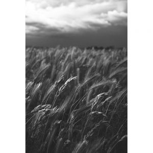 TM1984 wheat field dark sky mono