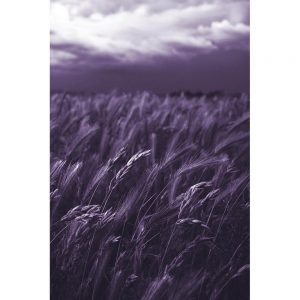 TM1985 wheat field dark sky purple