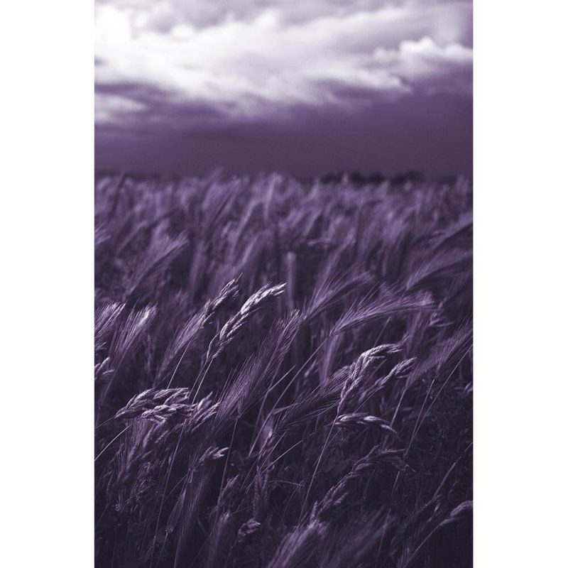 TM1985 wheat field dark sky purple