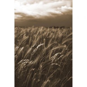TM1986 wheat field dark sky brown