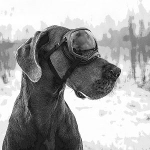 TM2200 dog goggles winter mono