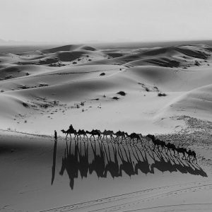 TM2264 camel train dunes scenic mono