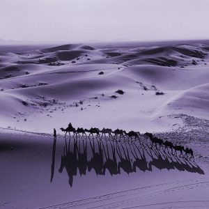 TM2265 camel train dunes scenic purple