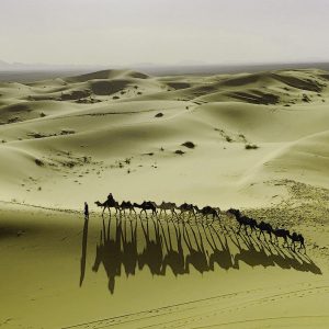 TM2266 camel train dunes scenic green
