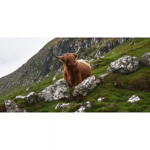 TM2289 highland cow hills scenic