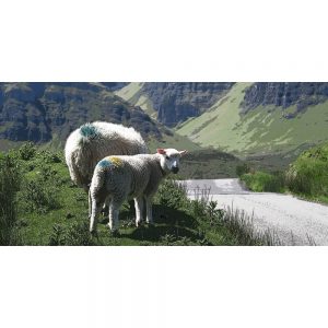TM2291 lamb sheep mountains scenic