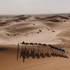 TM2475 camel train desert dunes