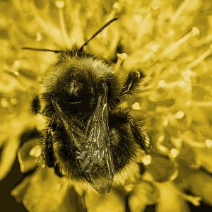 TM2540 manchester honey bee yellow