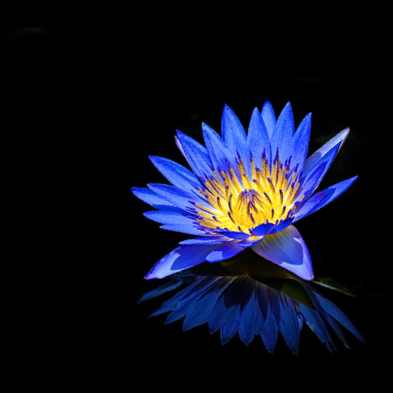 TM2821 flower petals reflection blue
