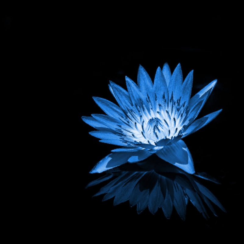 TM2823 flower petals reflection bright blue