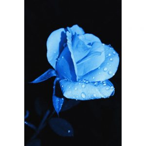 TM2843 rose petals blue flower